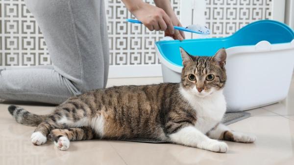 Trucos para que tu casa nunca huela a gato: guía práctica y efectiva
