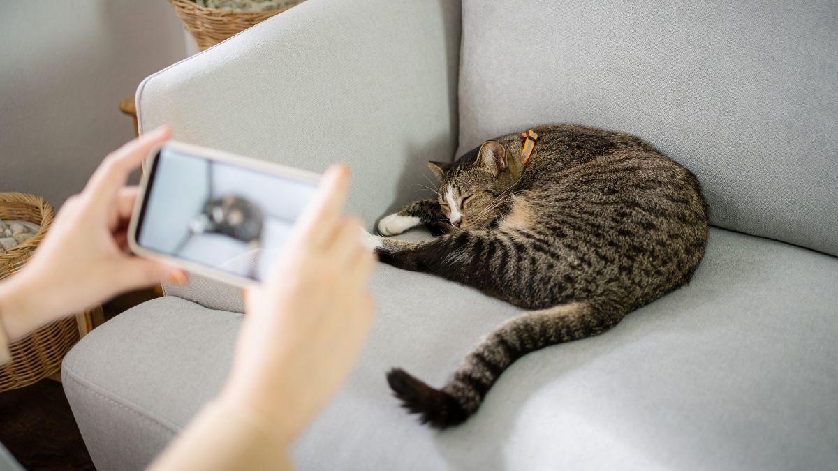 De dormir en el sofá a facturar miles de euros: el imparable boom de los gatos influencers en España