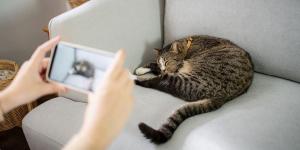 De dormir en el sofá a facturar miles de euros: el imparable boom de los gatos influencers en España