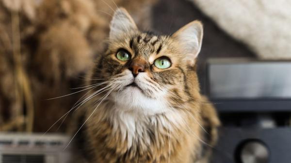 De dormir en el sofá a facturar miles de euros: el imparable boom de los gatos influencers en España - Mucho más que comida gratis: ¿cuánto puede facturar un gato influencer?