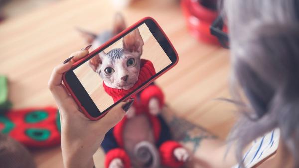 De dormir en el sofá a facturar miles de euros: el imparable boom de los gatos influencers en España - ¿Negocio o explotación? La fina línea entre el contenido viral y el estrés felino