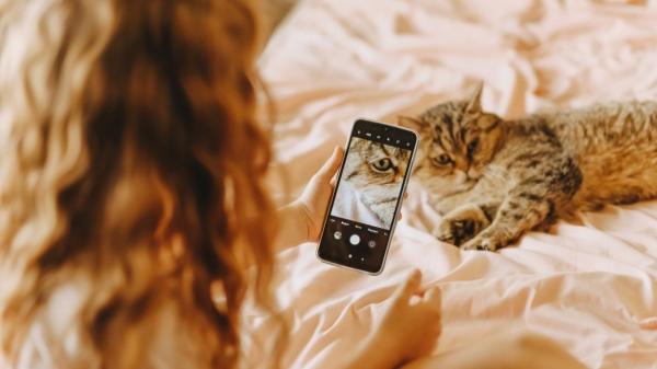 De dormir en el sofá a facturar miles de euros: el imparable boom de los gatos influencers en España - Redes sociales y cambio cultural: el salto del gato doméstico a la economía digital