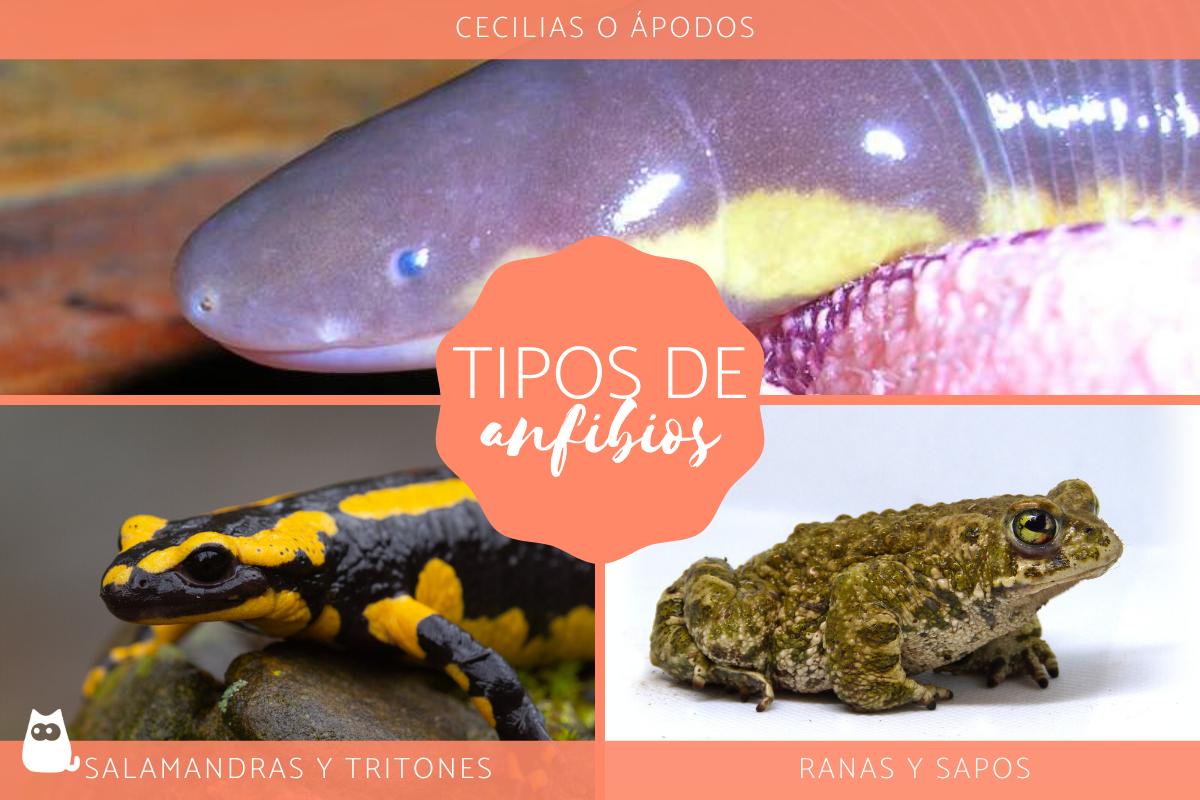 Tipos de anfibios - Clasificación, nombres y ejemplos
