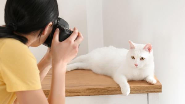 De dormir en el sofá a facturar miles de euros: el imparable boom de los gatos influencers en España - Una industria en expansión: el multimillonario negocio que se esconde tras los vídeos de gatos
