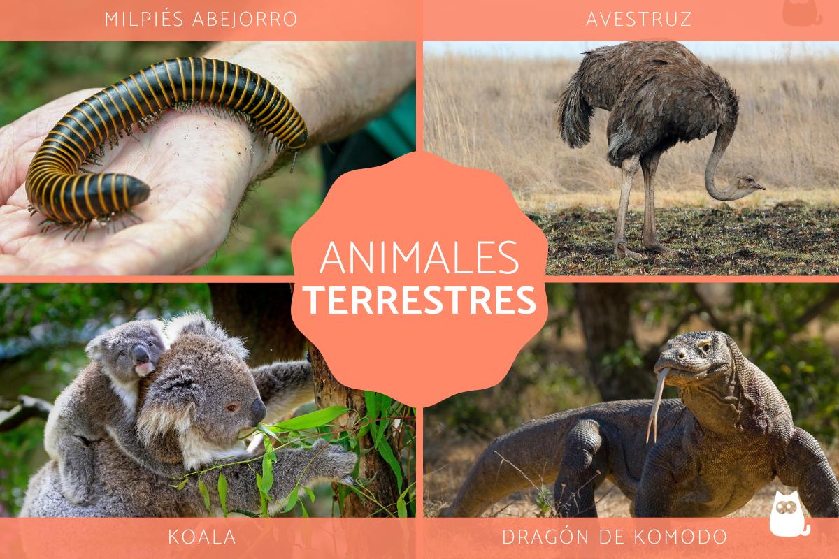 Animales terrestres - Tipos, características y ejemplos