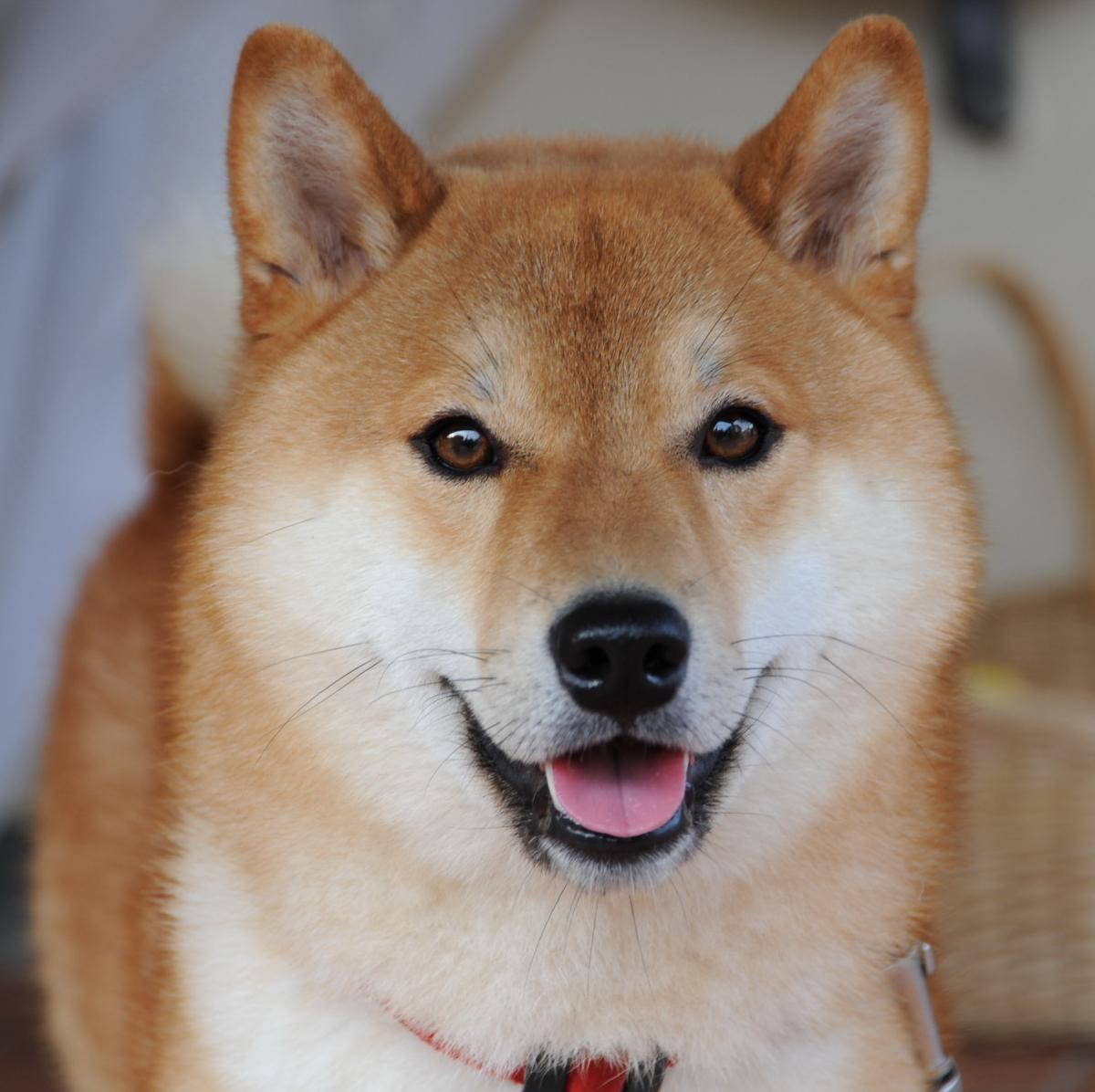 ¿Cómo educar a mi shiba inu?