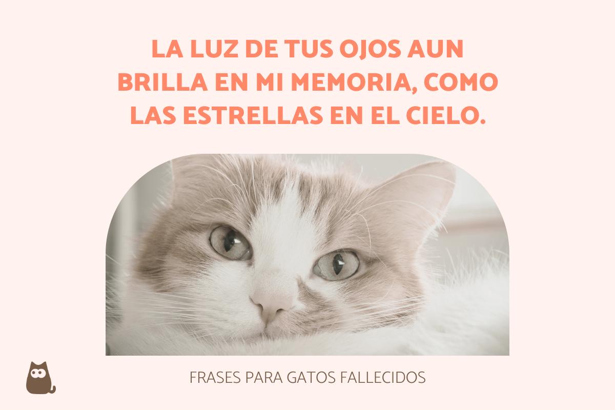 Frases para gatos fallecidos