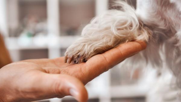 Los veterinarios advierten de los riesgos de no limpiar las patas de tu perro después del paseo (y cómo evitarlos) - Cuida las patas de tu perro y convierte su limpieza en un hábito