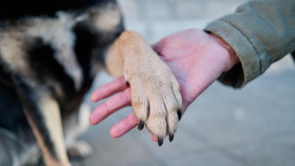 Los veterinarios advierten de los riesgos de no limpiar las patas de tu perro después del paseo (y cómo evitarlos) - La humedad en las patas de tu perro puede causar hongos e irritaciones