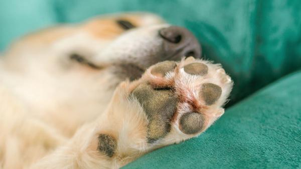 Los veterinarios advierten de los riesgos de no limpiar las patas de tu perro después del paseo (y cómo evitarlos) - Lo primero que recomiendan los veterinarios al volver del paseo: limpiar sus patas