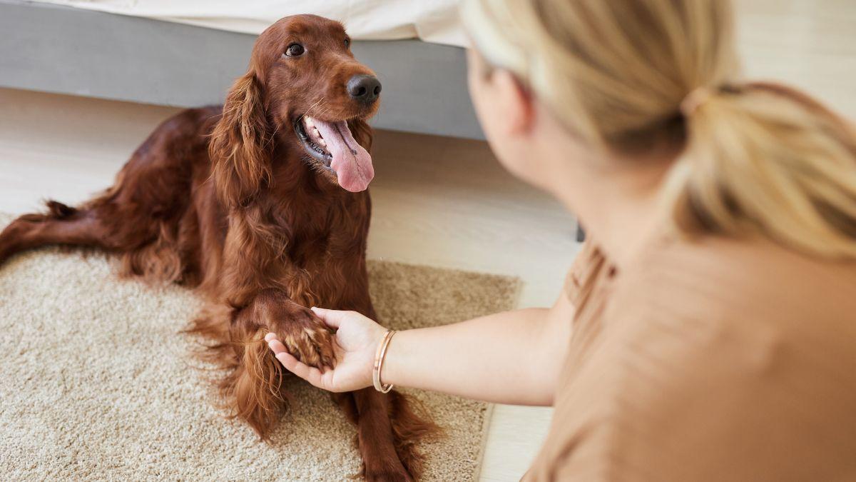 Los veterinarios advierten de los riesgos de no limpiar las patas de tu perro después del paseo (y cómo evitarlos)