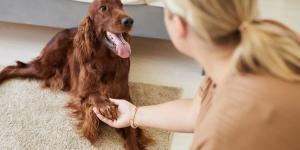 Los veterinarios advierten de los riesgos de no limpiar las patas de tu perro después del paseo (y cómo evitarlos)