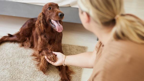 Los veterinarios advierten de los riesgos de no limpiar las patas de tu perro después del paseo (y cómo evitarlos)