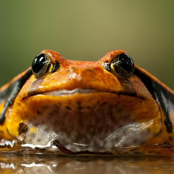 los sapos son malos para los perros