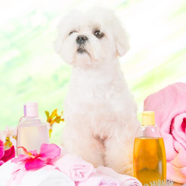 puedo bañar a mi perro con champú para bebés