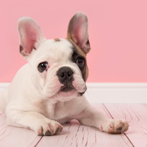 cuanto costaria un bulldog frances