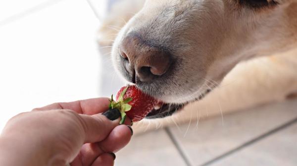 María, veterinaria: “Los frutos rojos son mi opción favorita para los perros, pero hay otras 4 frutas muy buenas” - La forma correcta de dar fruta a tu perro, según los expertos
