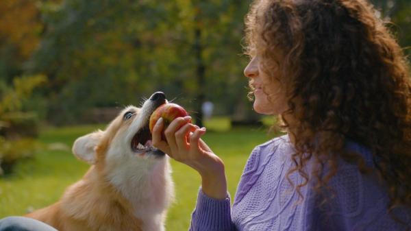 María, veterinaria: “Los frutos rojos son mi opción favorita para los perros, pero hay otras 4 frutas muy buenas” - Manzana: favorece la digestión y cuida sus dientes
