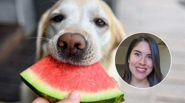 María, veterinaria: “Los frutos rojos son mi opción favorita para los perros, pero hay otras 4 frutas muy buenas”