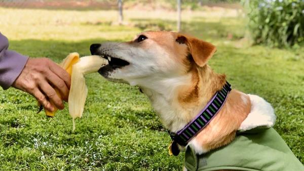 María, veterinaria: “Los frutos rojos son mi opción favorita para los perros, pero hay otras 4 frutas muy buenas” - Plátano: energía, potasio y un extra para la salud digestiva de los perros