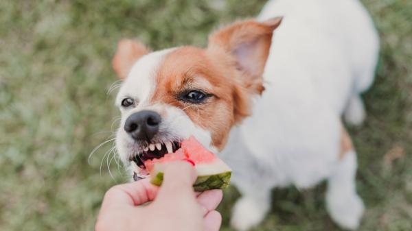 María, veterinaria: “Los frutos rojos son mi opción favorita para los perros, pero hay otras 4 frutas muy buenas” - Sandía: una aliada para mantener hidratados a los perros en verano