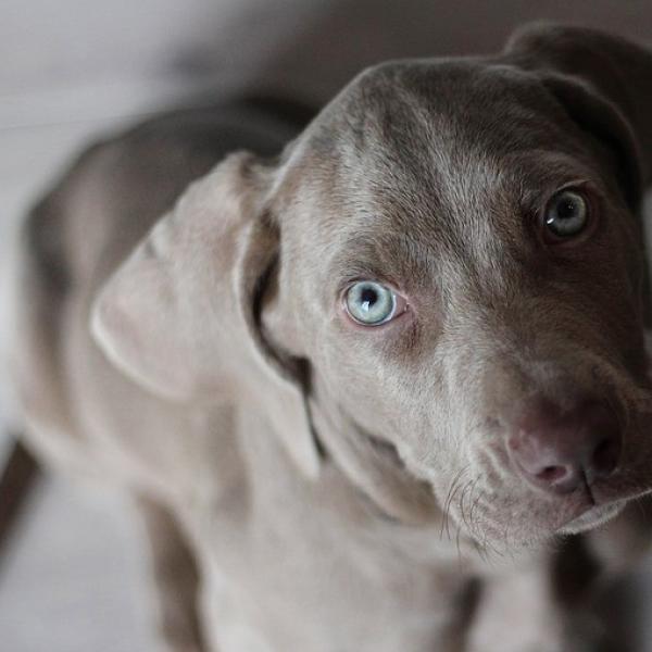 puedes superar las alergias a los perros