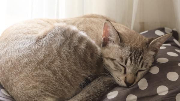 Si tu gato duerme encogido, va muchas veces al arenero y parece “cansado”, no lo ignores: podría esconder un problema renal - Estos son los principales síntomas de la enfermedad renal felina que muchos confunden con la edad