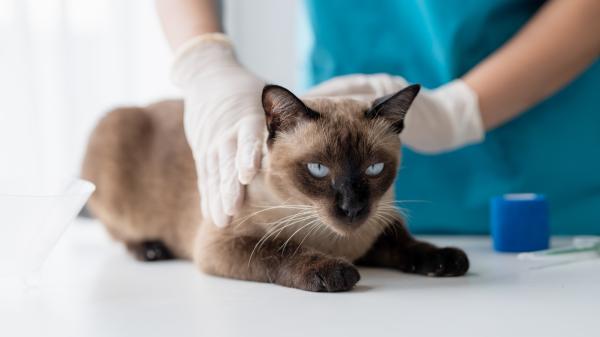 Si tu gato duerme encogido, va muchas veces al arenero y parece “cansado”, no lo ignores: podría esconder un problema renal - Qué debes hacer si detectas síntomas compatibles con la enfermedad renal