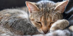 Si tu gato duerme encogido, va muchas veces al arenero y parece “cansado”, no lo ignores: podría esconder un problema renal