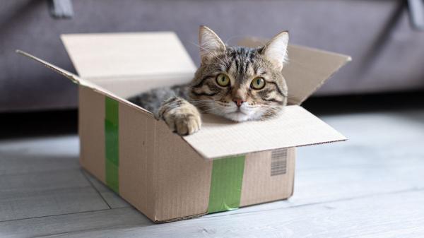 “Los gatos prefieren las cajas donde casi no caben”: la ciencia confirma que buscan sentirse protegidos y reducir su estrés - Convierte cajas en refugios: un gesto que puede ayudar a que tu gato se sienta más seguro