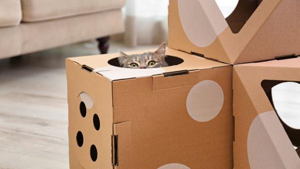 “Los gatos prefieren las cajas donde casi no caben”: la ciencia confirma que buscan sentirse protegidos y reducir su estrés - La razón por la que las cajas de cartón hacen que los gatos se sientan protegidos