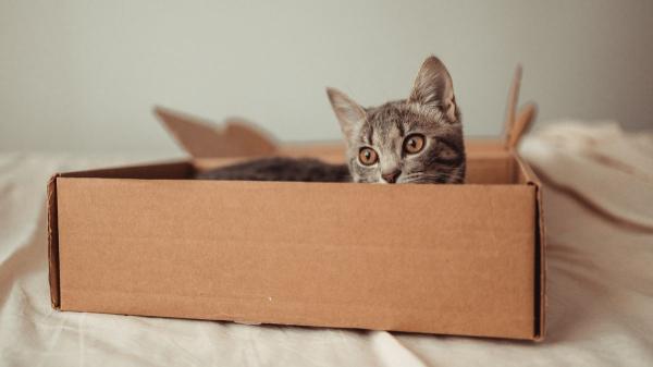 “Los gatos prefieren las cajas donde casi no caben”: la ciencia confirma que buscan sentirse protegidos y reducir su estrés - Las cajas también estimulan la curiosidad y el juego de los gatos