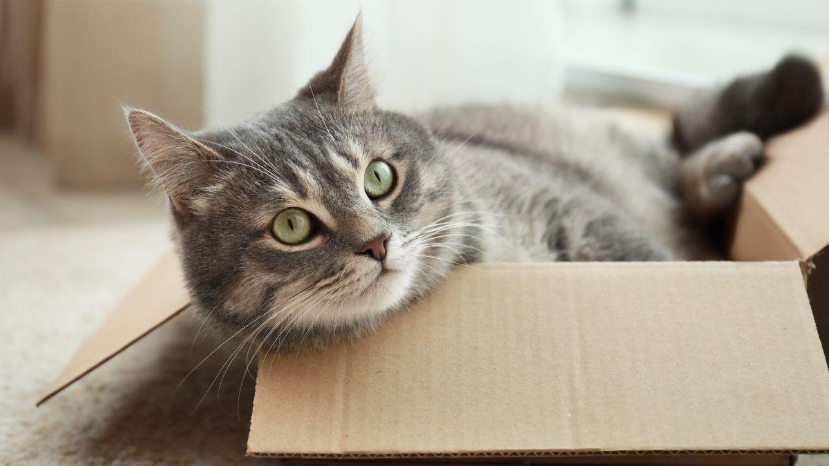 “Los gatos prefieren las cajas donde casi no caben”: la ciencia confirma que buscan sentirse protegidos y reducir su estrés