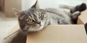 “Los gatos prefieren las cajas donde casi no caben”: la ciencia confirma que buscan sentirse protegidos y reducir su estrés