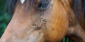 ¿Cómo proteger a tu caballo de las moscas en verano?