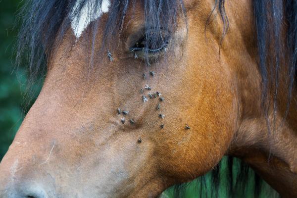 ¿Cómo proteger a tu caballo de las moscas en verano?
