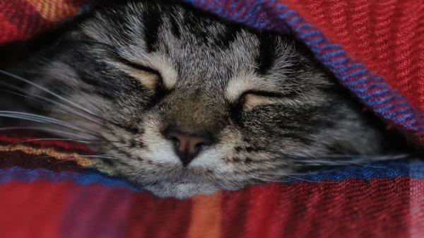 Manuel Manzano, veterinario: “Los gatos se tapan la cara al dormir para proteger sus ojos y sentirse más seguros” - La razón principal por la que muchos gatos se tapan la cara al dormir: “Así se siente más seguro”