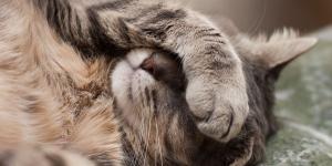 Manuel Manzano, veterinario: “Los gatos se tapan la cara al dormir para proteger sus ojos y sentirse más seguros”
