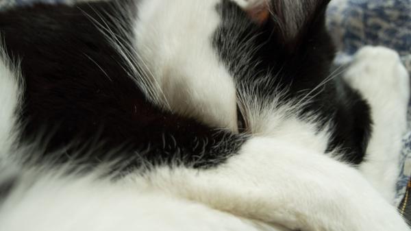 Manuel Manzano, veterinario: “Los gatos se tapan la cara al dormir para proteger sus ojos y sentirse más seguros” - No es solo seguridad: también se tapan la cara para proteger sus ojos de la luz