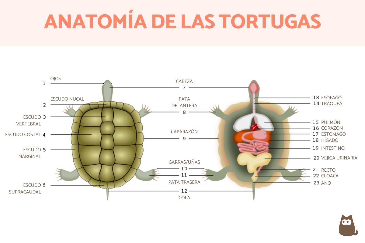 Partes de la tortuga