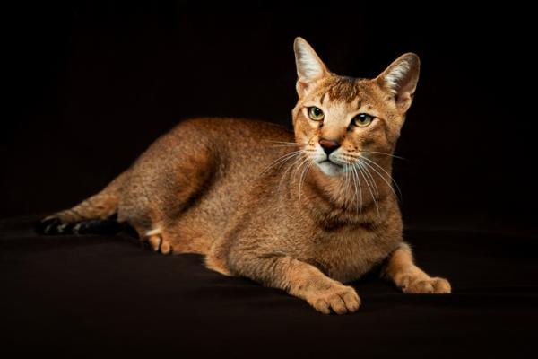 Gatos híbridos: qué son y razas - 4. Chausie