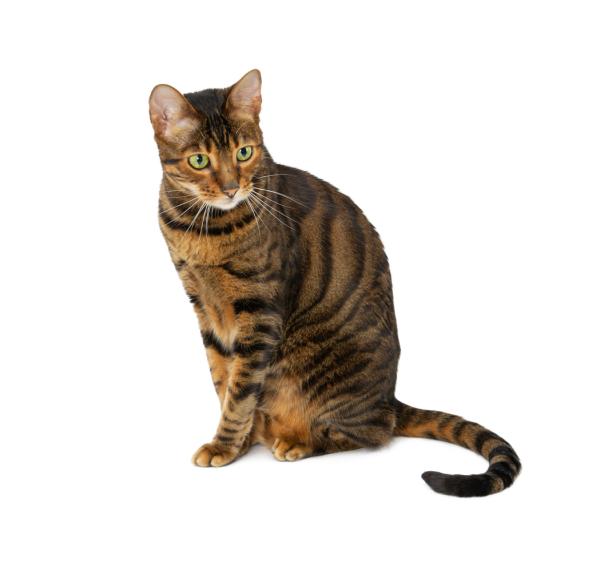 Gatos híbridos: qué son y razas - 6. Toyger