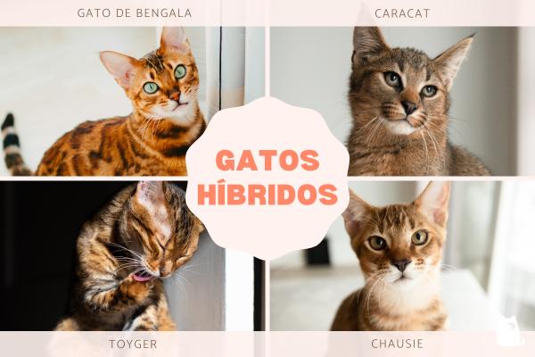 Gatos híbridos: qué son y razas