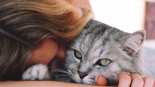 Los psicólogos coinciden: las personas que viven con gatos disfrutan más del tiempo a solas y de los momentos de tranquilidad