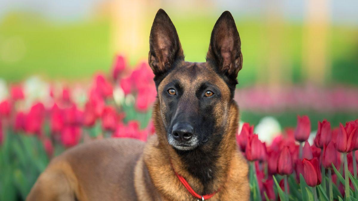 Amir Anwary, veterinario, advierte sobre el pastor belga malinois: “No es una mascota, es una máquina”