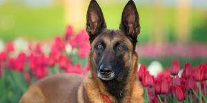 Amir Anwary, veterinario, advierte sobre el pastor belga malinois: “No es una mascota, es una máquina”