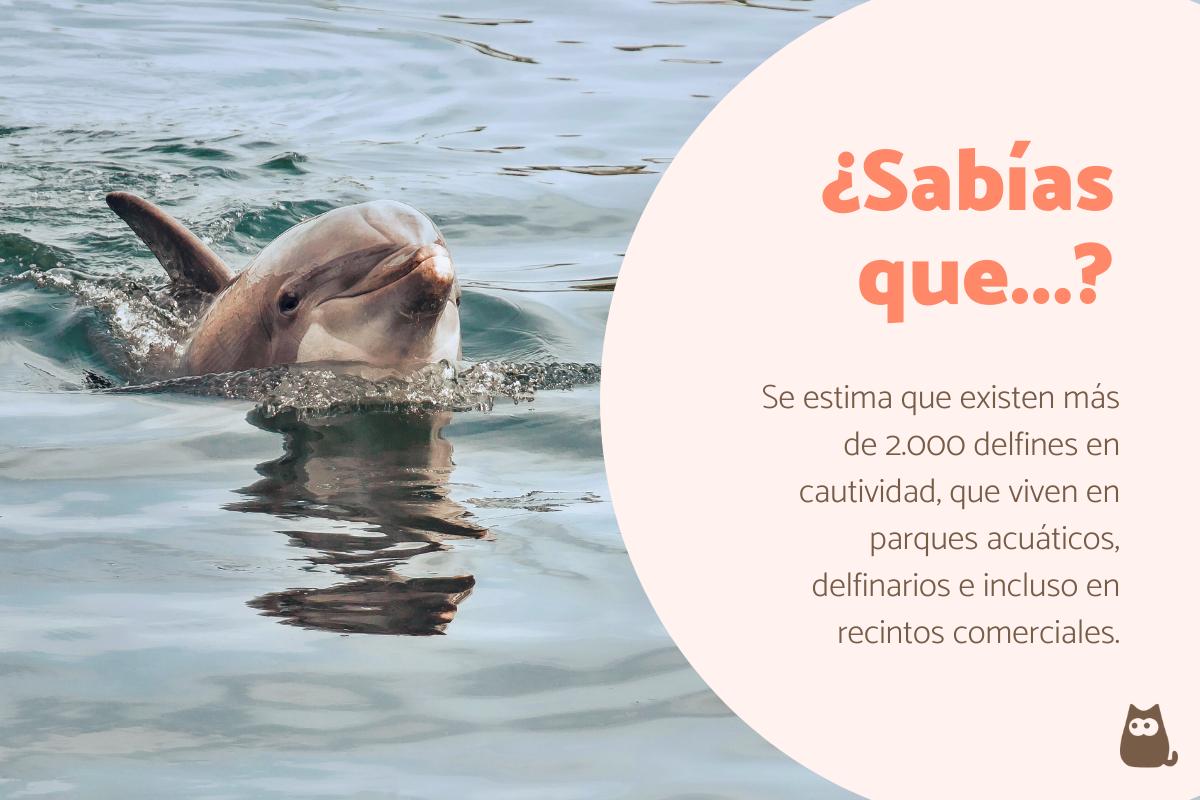 Curiosidades sobre los delfines