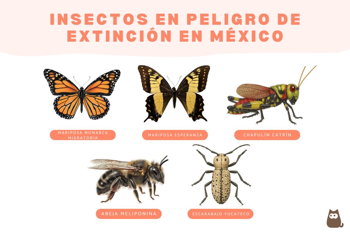 Insectos en peligro de extinción en México