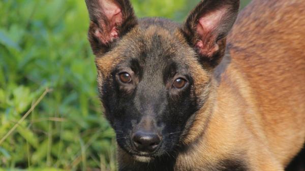 Amir Anwary, veterinario, advierte sobre el pastor belga malinois: “No es una mascota, es una máquina” - La razón por la que Amir Anwary define al pastor belga malinois como “una máquina”