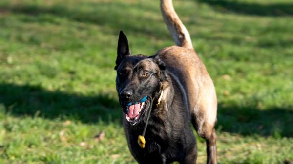 Amir Anwary, veterinario, advierte sobre el pastor belga malinois: “No es una mascota, es una máquina” - Un paseo no basta: el malinois también necesita mucha estimulación mental